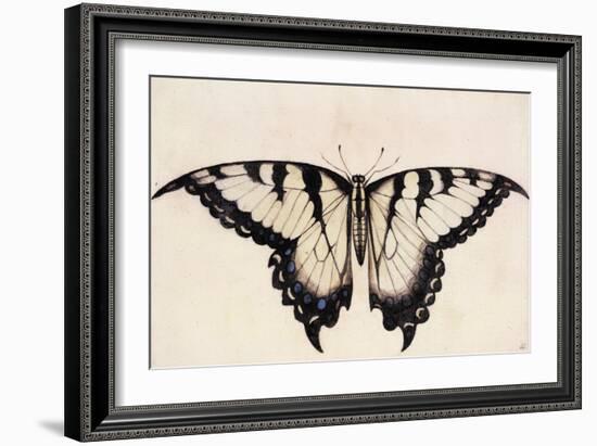 Tiger Swallowtail Butterfly-John White-Framed Art Print