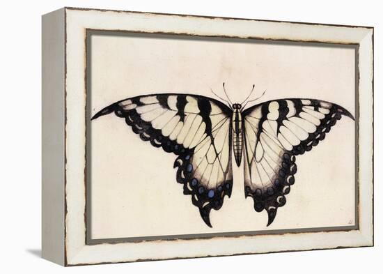 Tiger Swallowtail Butterfly-John White-Framed Stretched Canvas