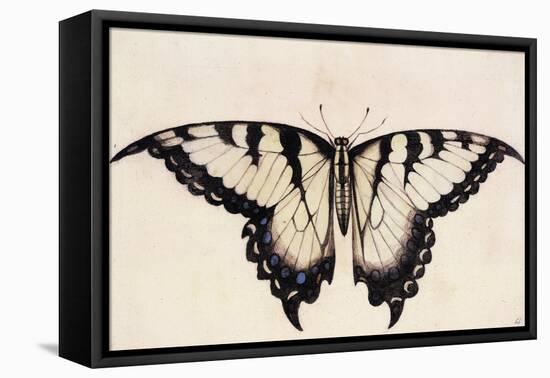 Tiger Swallowtail Butterfly-John White-Framed Stretched Canvas