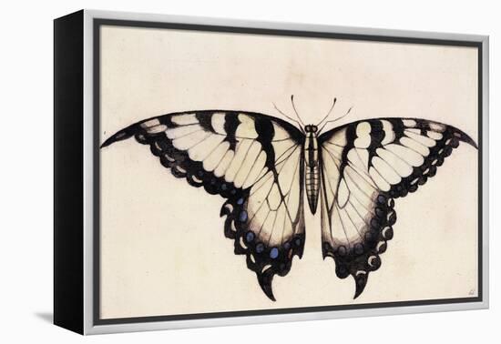 Tiger Swallowtail Butterfly-John White-Framed Stretched Canvas