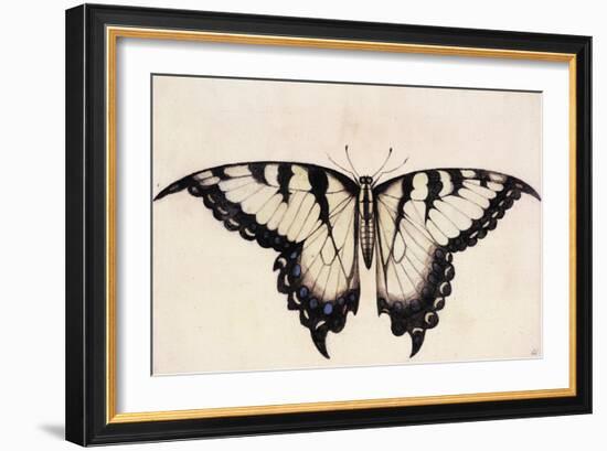 Tiger Swallowtail Butterfly-John White-Framed Premium Giclee Print