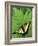 Tiger Swallowtail on Fern, Houghton Lake, Michigan, USA-Claudia Adams-Framed Photographic Print