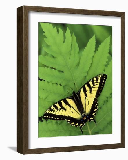 Tiger Swallowtail on Fern, Houghton Lake, Michigan, USA-Claudia Adams-Framed Photographic Print