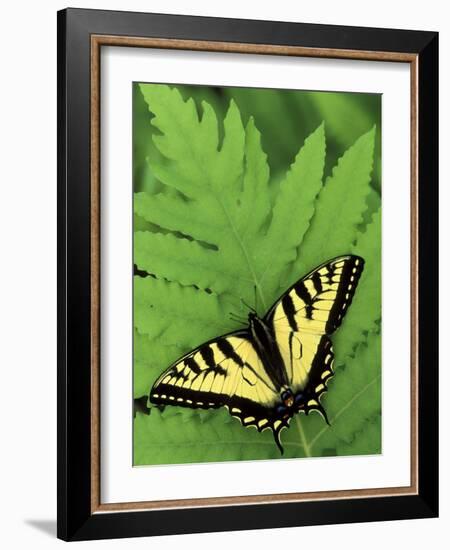 Tiger Swallowtail on Fern, Houghton Lake, Michigan, USA-Claudia Adams-Framed Photographic Print