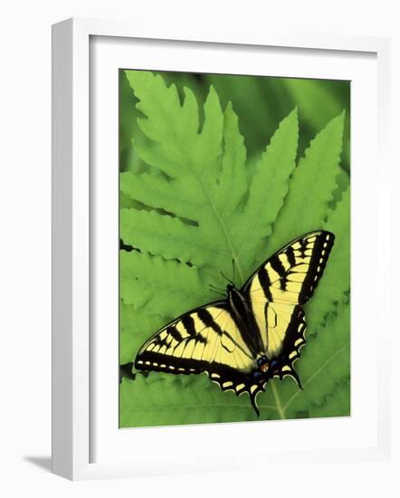 Tiger Swallowtail on Fern, Houghton Lake, Michigan, USA-Claudia Adams-Framed Photographic Print