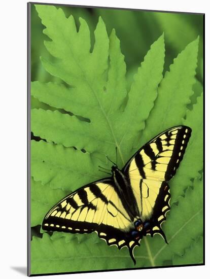 Tiger Swallowtail on Fern, Houghton Lake, Michigan, USA-Claudia Adams-Mounted Photographic Print