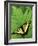 Tiger Swallowtail on Fern, Houghton Lake, Michigan, USA-Claudia Adams-Framed Photographic Print