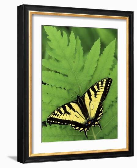 Tiger Swallowtail on Fern, Houghton Lake, Michigan, USA-Claudia Adams-Framed Photographic Print