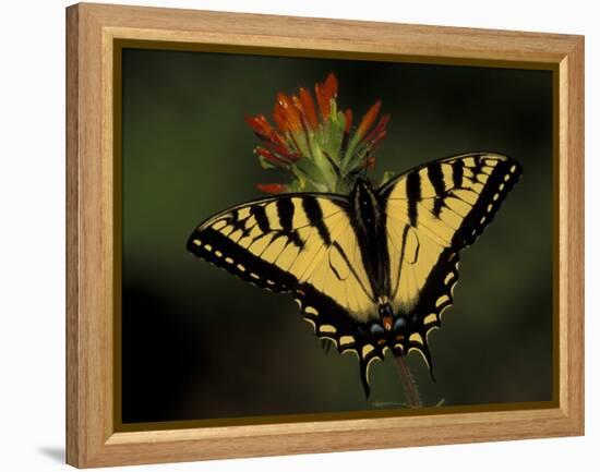 Tiger Swallowtail on Indian Paintbrush, Houghton Lake, Michigan, USA-Claudia Adams-Framed Premier Image Canvas