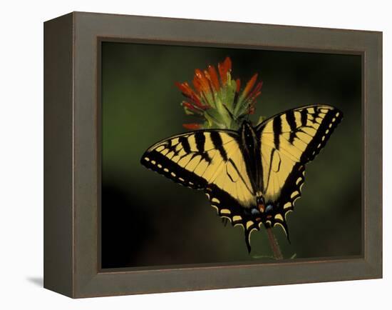 Tiger Swallowtail on Indian Paintbrush, Houghton Lake, Michigan, USA-Claudia Adams-Framed Premier Image Canvas