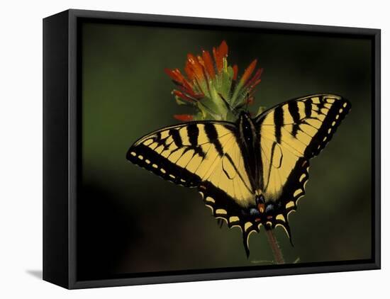 Tiger Swallowtail on Indian Paintbrush, Houghton Lake, Michigan, USA-Claudia Adams-Framed Premier Image Canvas