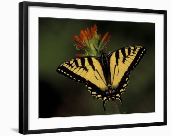 Tiger Swallowtail on Indian Paintbrush, Houghton Lake, Michigan, USA-Claudia Adams-Framed Photographic Print