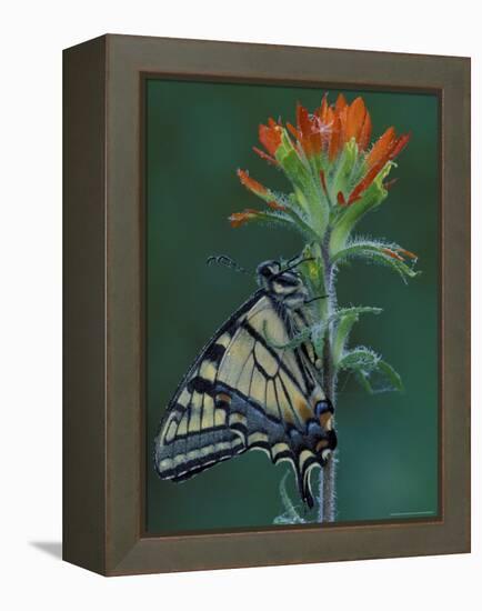 Tiger Swallowtail on Indian Paintbrush, Houghton Lake, Michigan, USA-Claudia Adams-Framed Premier Image Canvas