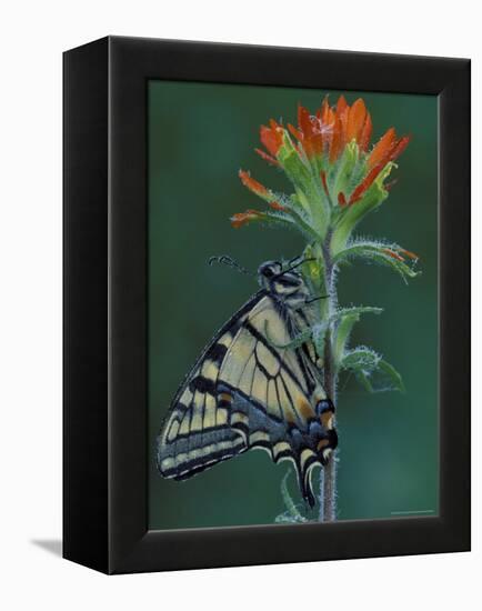 Tiger Swallowtail on Indian Paintbrush, Houghton Lake, Michigan, USA-Claudia Adams-Framed Premier Image Canvas