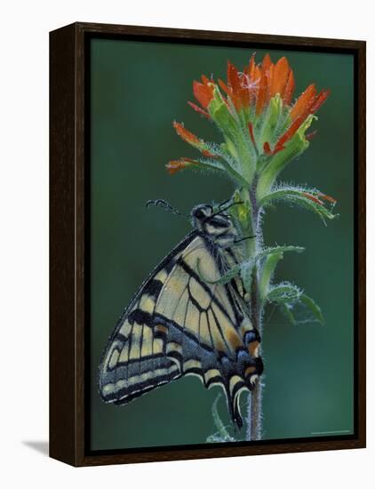 Tiger Swallowtail on Indian Paintbrush, Houghton Lake, Michigan, USA-Claudia Adams-Framed Premier Image Canvas