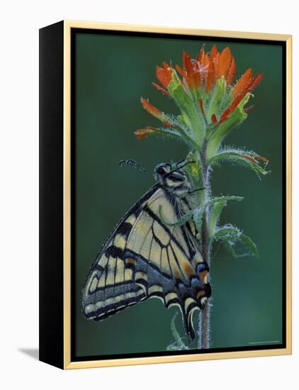 Tiger Swallowtail on Indian Paintbrush, Houghton Lake, Michigan, USA-Claudia Adams-Framed Premier Image Canvas