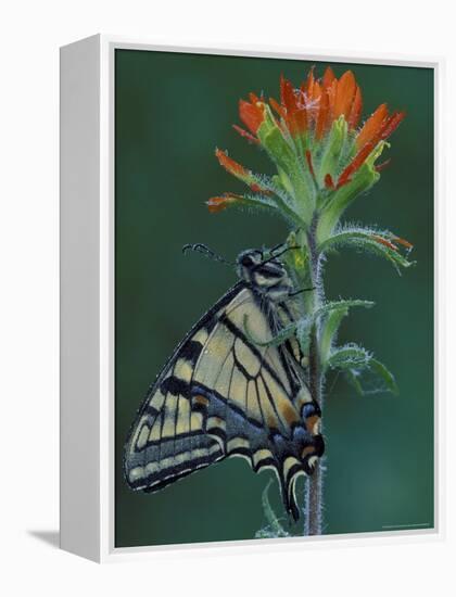 Tiger Swallowtail on Indian Paintbrush, Houghton Lake, Michigan, USA-Claudia Adams-Framed Premier Image Canvas