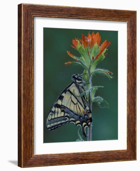 Tiger Swallowtail on Indian Paintbrush, Houghton Lake, Michigan, USA-Claudia Adams-Framed Photographic Print