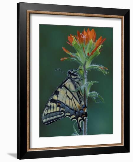 Tiger Swallowtail on Indian Paintbrush, Houghton Lake, Michigan, USA-Claudia Adams-Framed Photographic Print