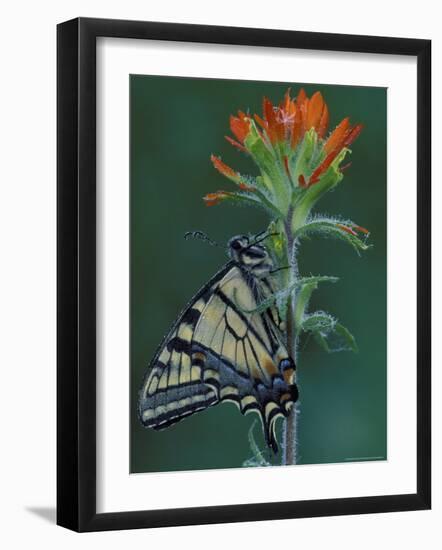 Tiger Swallowtail on Indian Paintbrush, Houghton Lake, Michigan, USA-Claudia Adams-Framed Photographic Print