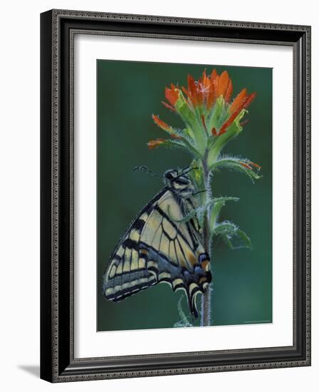 Tiger Swallowtail on Indian Paintbrush, Houghton Lake, Michigan, USA-Claudia Adams-Framed Photographic Print