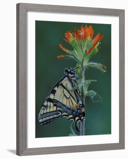 Tiger Swallowtail on Indian Paintbrush, Houghton Lake, Michigan, USA-Claudia Adams-Framed Photographic Print