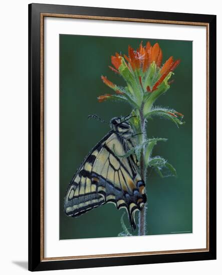 Tiger Swallowtail on Indian Paintbrush, Houghton Lake, Michigan, USA-Claudia Adams-Framed Photographic Print