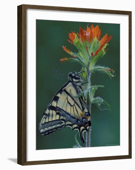 Tiger Swallowtail on Indian Paintbrush, Houghton Lake, Michigan, USA-Claudia Adams-Framed Photographic Print