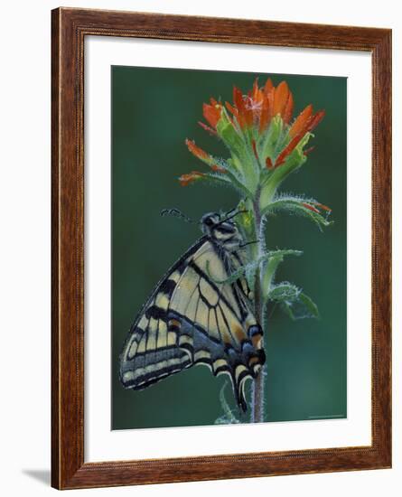 Tiger Swallowtail on Indian Paintbrush, Houghton Lake, Michigan, USA-Claudia Adams-Framed Photographic Print