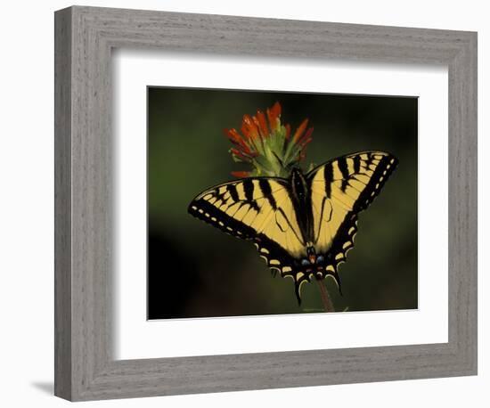 Tiger Swallowtail on Indian Paintbrush, Houghton Lake, Michigan, USA-Claudia Adams-Framed Photographic Print