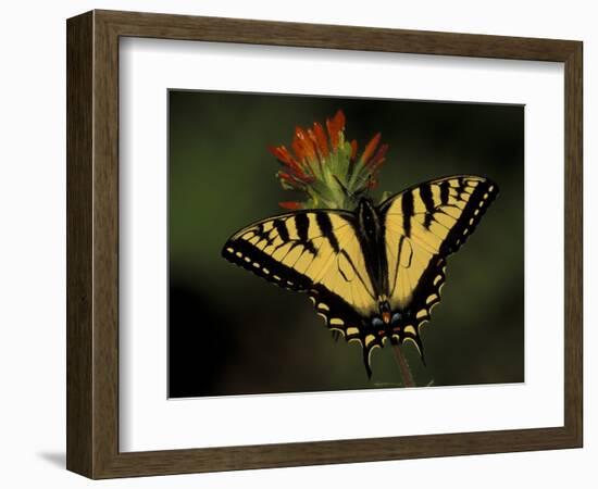 Tiger Swallowtail on Indian Paintbrush, Houghton Lake, Michigan, USA-Claudia Adams-Framed Photographic Print