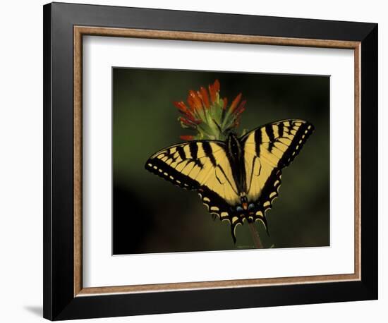 Tiger Swallowtail on Indian Paintbrush, Houghton Lake, Michigan, USA-Claudia Adams-Framed Photographic Print