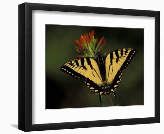 Tiger Swallowtail on Indian Paintbrush, Houghton Lake, Michigan, USA-Claudia Adams-Framed Photographic Print