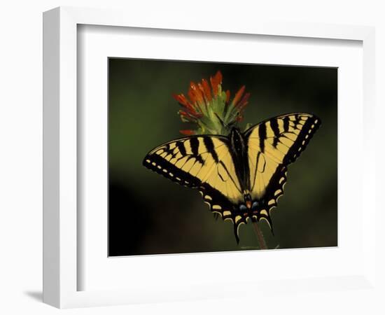 Tiger Swallowtail on Indian Paintbrush, Houghton Lake, Michigan, USA-Claudia Adams-Framed Photographic Print