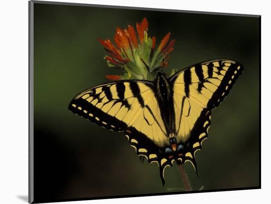 Tiger Swallowtail on Indian Paintbrush, Houghton Lake, Michigan, USA-Claudia Adams-Mounted Photographic Print