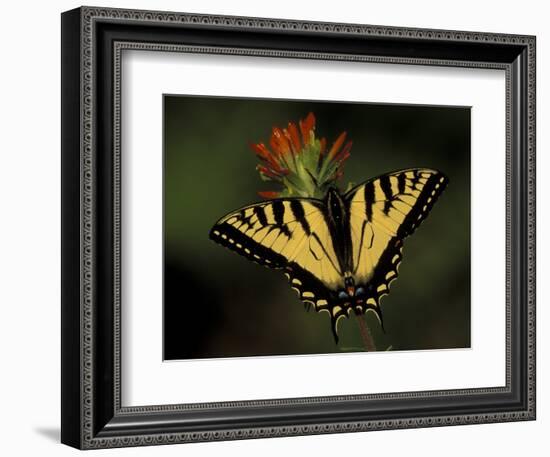 Tiger Swallowtail on Indian Paintbrush, Houghton Lake, Michigan, USA-Claudia Adams-Framed Photographic Print