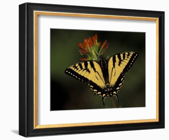 Tiger Swallowtail on Indian Paintbrush, Houghton Lake, Michigan, USA-Claudia Adams-Framed Photographic Print