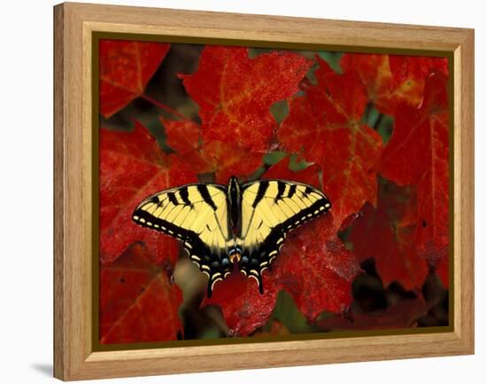 Tiger Swallowtail on Maple Leaves, Michigan, USA-Claudia Adams-Framed Premier Image Canvas