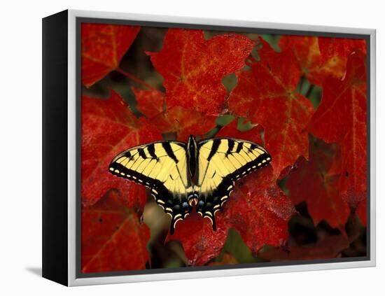 Tiger Swallowtail on Maple Leaves, Michigan, USA-Claudia Adams-Framed Premier Image Canvas