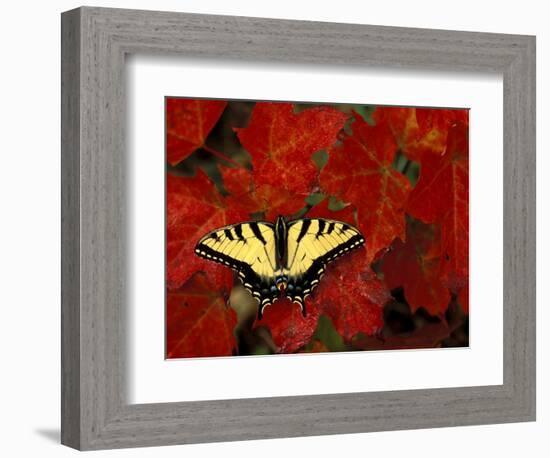 Tiger Swallowtail on Maple Leaves, Michigan, USA-Claudia Adams-Framed Photographic Print