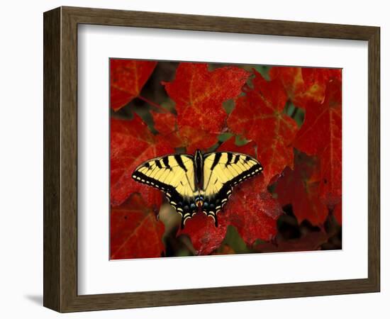 Tiger Swallowtail on Maple Leaves, Michigan, USA-Claudia Adams-Framed Photographic Print