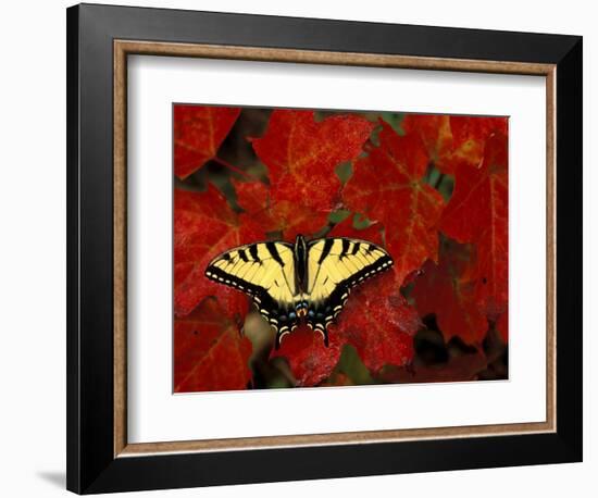 Tiger Swallowtail on Maple Leaves, Michigan, USA-Claudia Adams-Framed Photographic Print