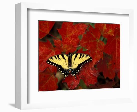 Tiger Swallowtail on Maple Leaves, Michigan, USA-Claudia Adams-Framed Photographic Print