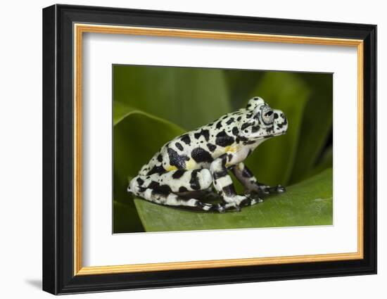 Tiger Tree Frog, Ecuador-Pete Oxford-Framed Photographic Print