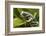 Tiger Tree Frog, Ecuador-Pete Oxford-Framed Photographic Print