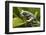 Tiger Tree Frog, Ecuador-Pete Oxford-Framed Photographic Print