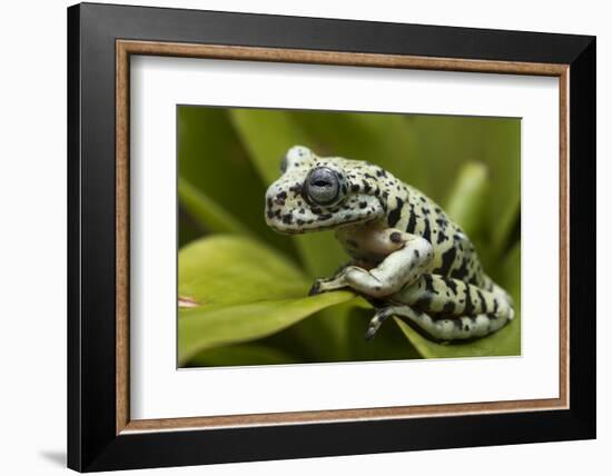 Tiger Tree Frog, Ecuador-Pete Oxford-Framed Photographic Print