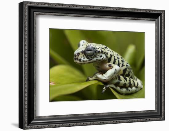 Tiger Tree Frog, Ecuador-Pete Oxford-Framed Photographic Print