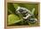 Tiger Tree Frog, Ecuador-Pete Oxford-Framed Premier Image Canvas