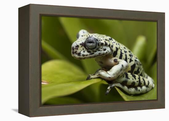 Tiger Tree Frog, Ecuador-Pete Oxford-Framed Premier Image Canvas